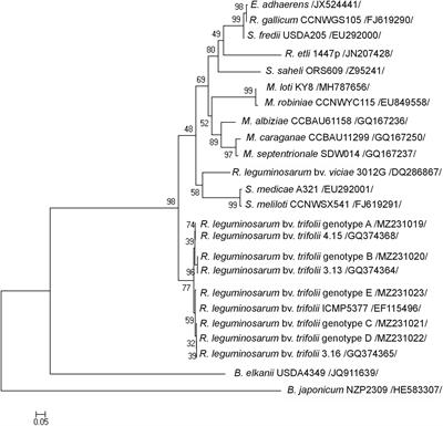 An Alliance of Trifolium repens—Rhizobium leguminosarum bv. trifolii—Mycorrhizal Fungi From an Old Zn-Pb-Cd Rich Waste Heap as a Promising Tripartite System for Phytostabilization of Metal Polluted Soils